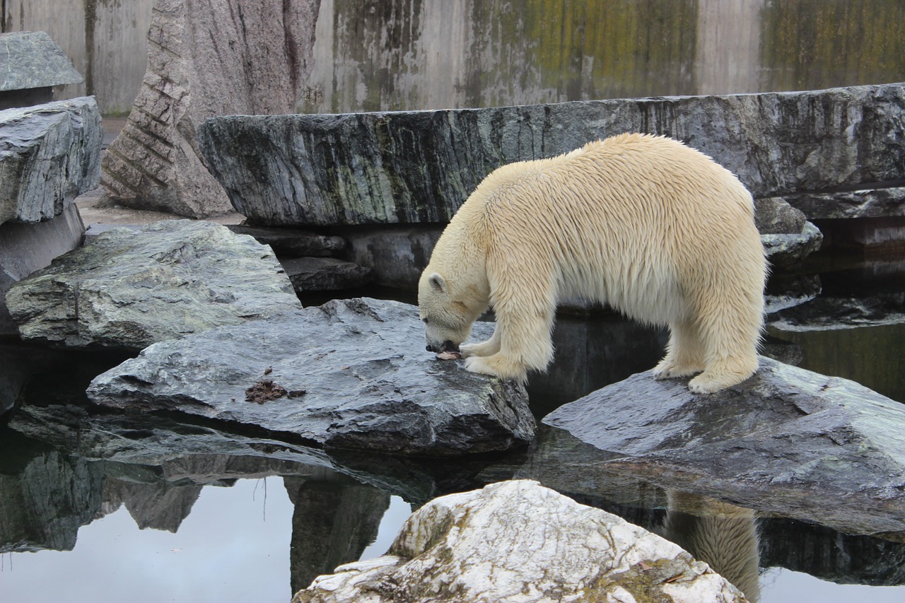 polar bear bear zoo free photo