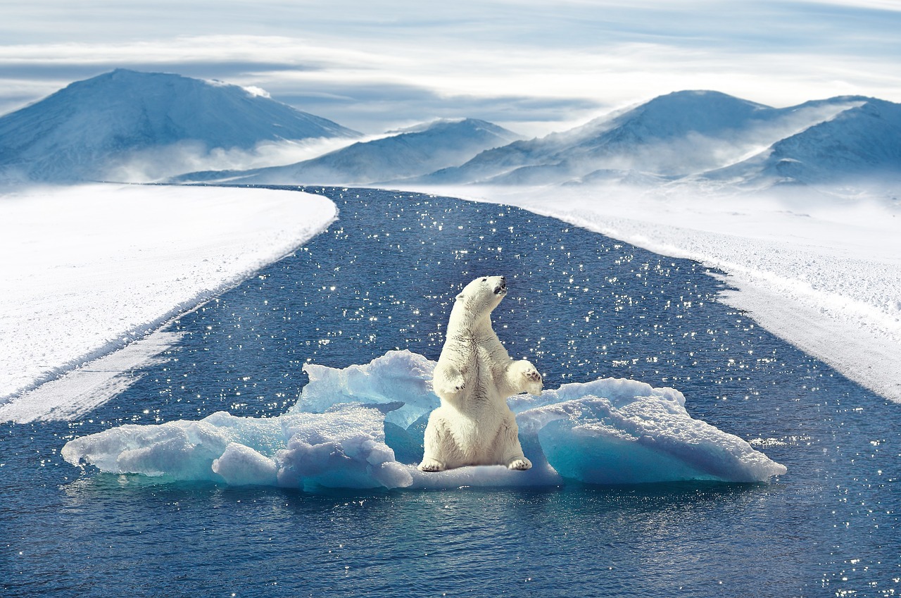 polar bear climate change bear free photo
