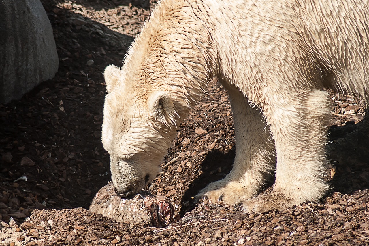 polar bear animal bear free photo