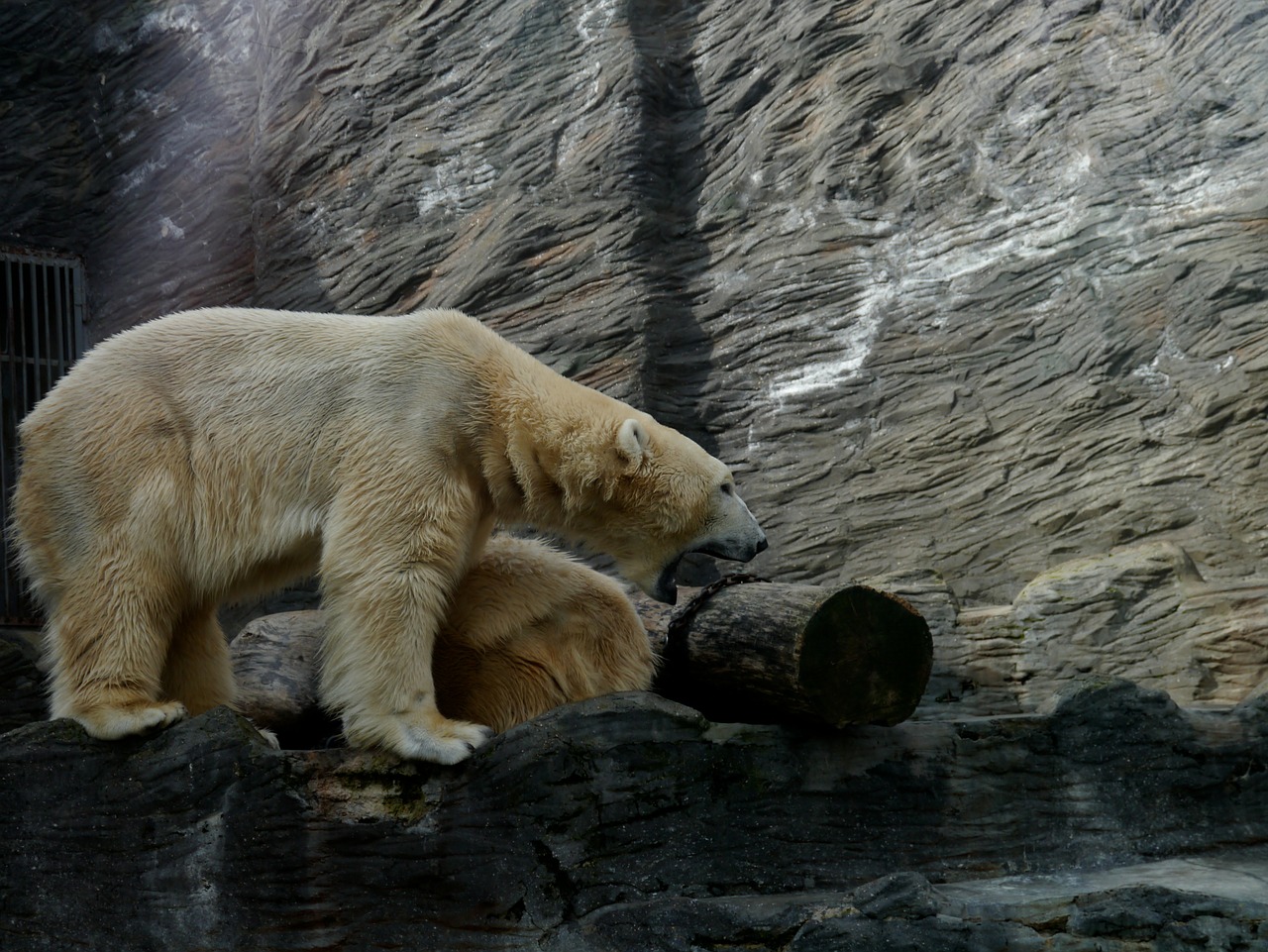 polar bear roar area free photo