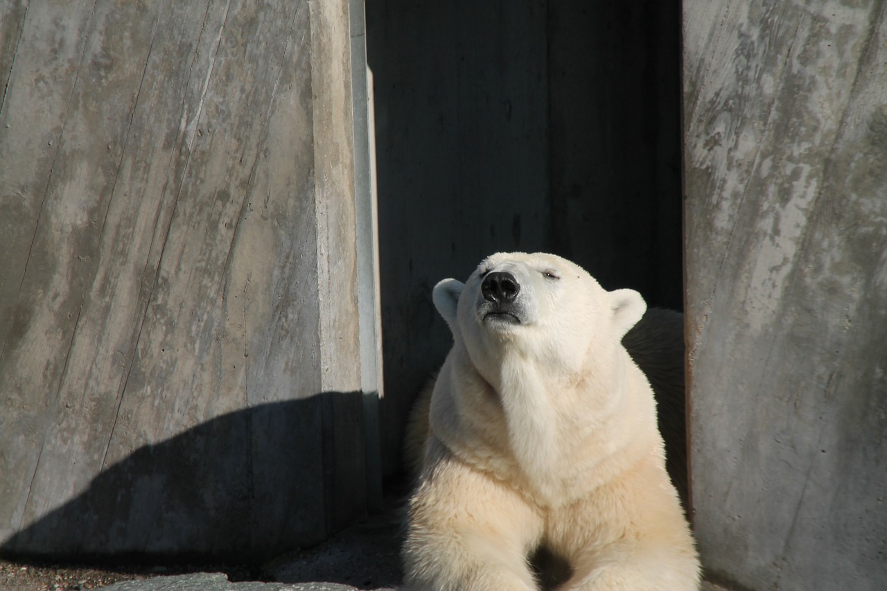 polar bear bear rest free photo