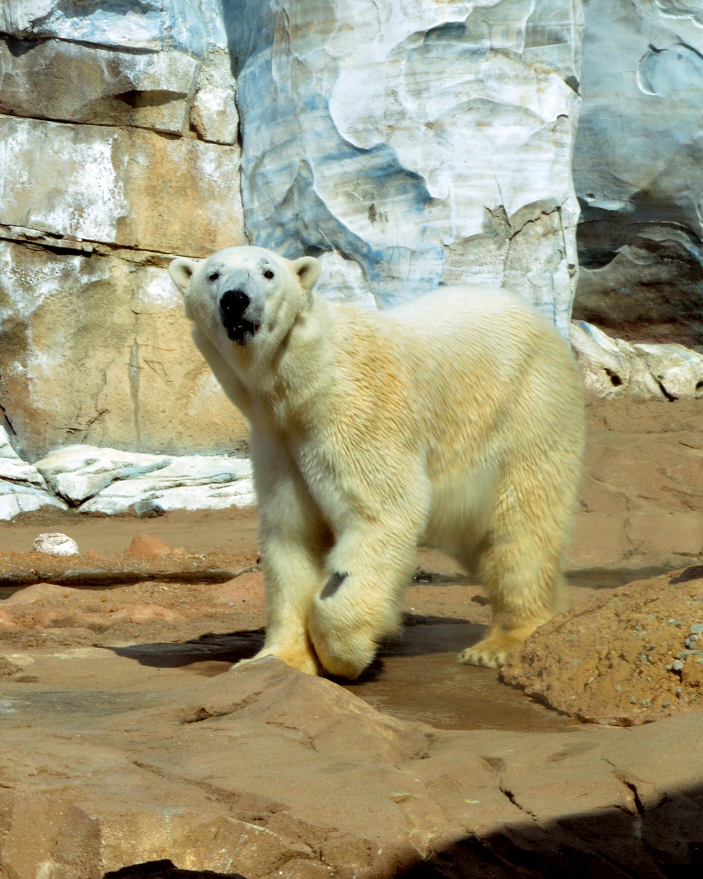 polar bear ursus animal free photo