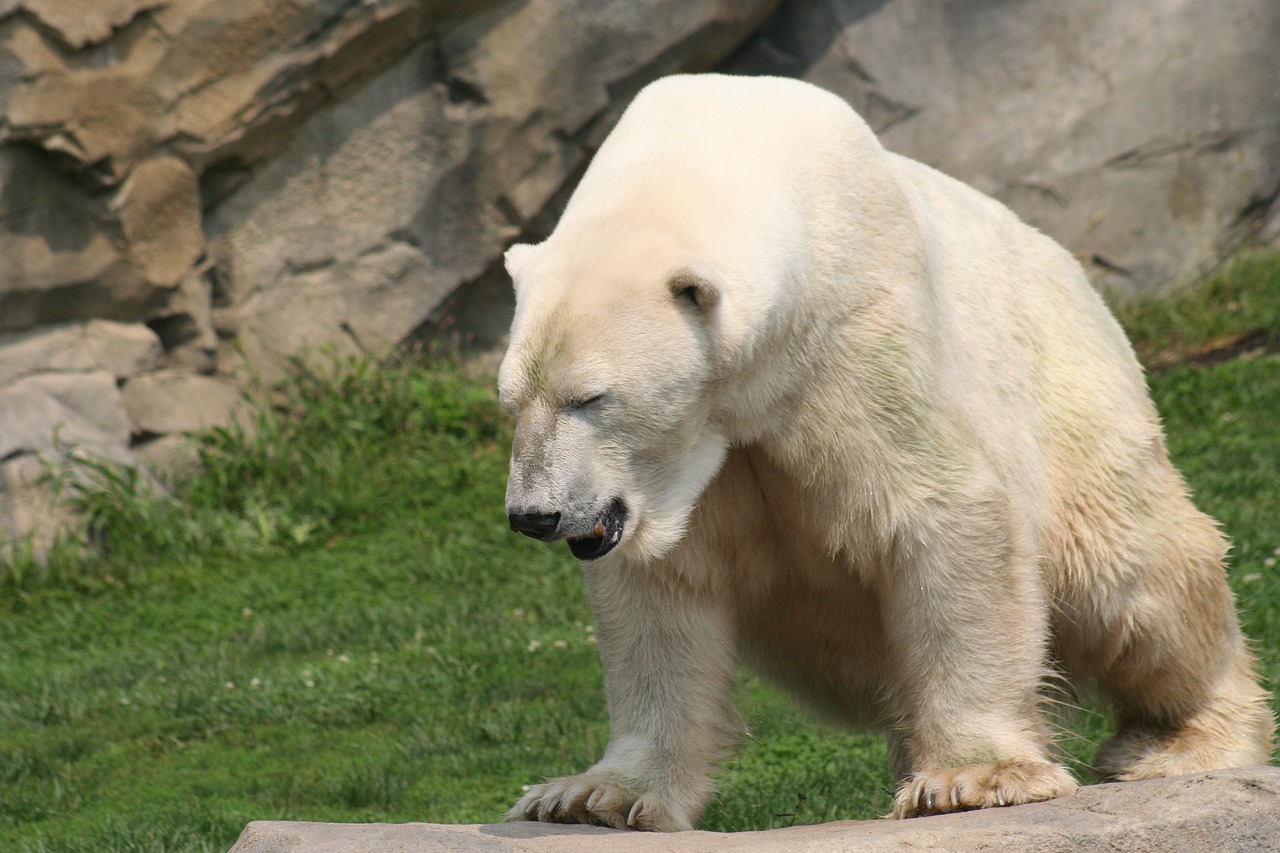 polar bear zoo animal free photo