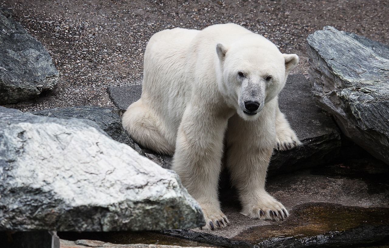 polar bear predator zoo free photo