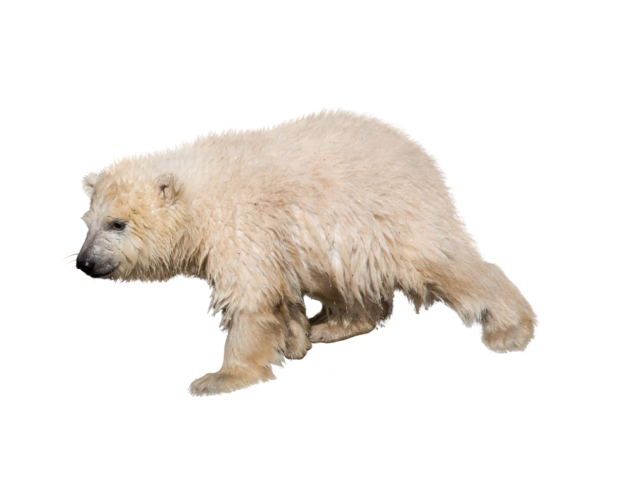 polar bear isolated predator free photo