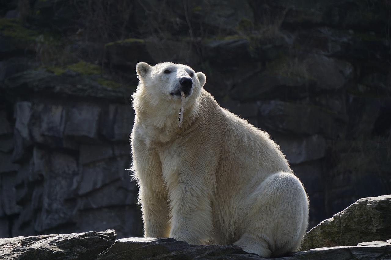 polar bear mammal animal world free photo