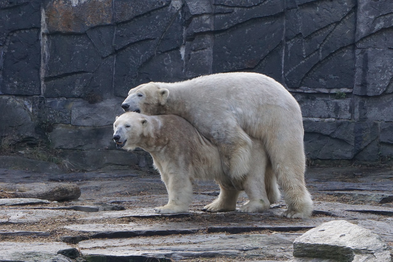 polar bear animal park berlin zoo free photo