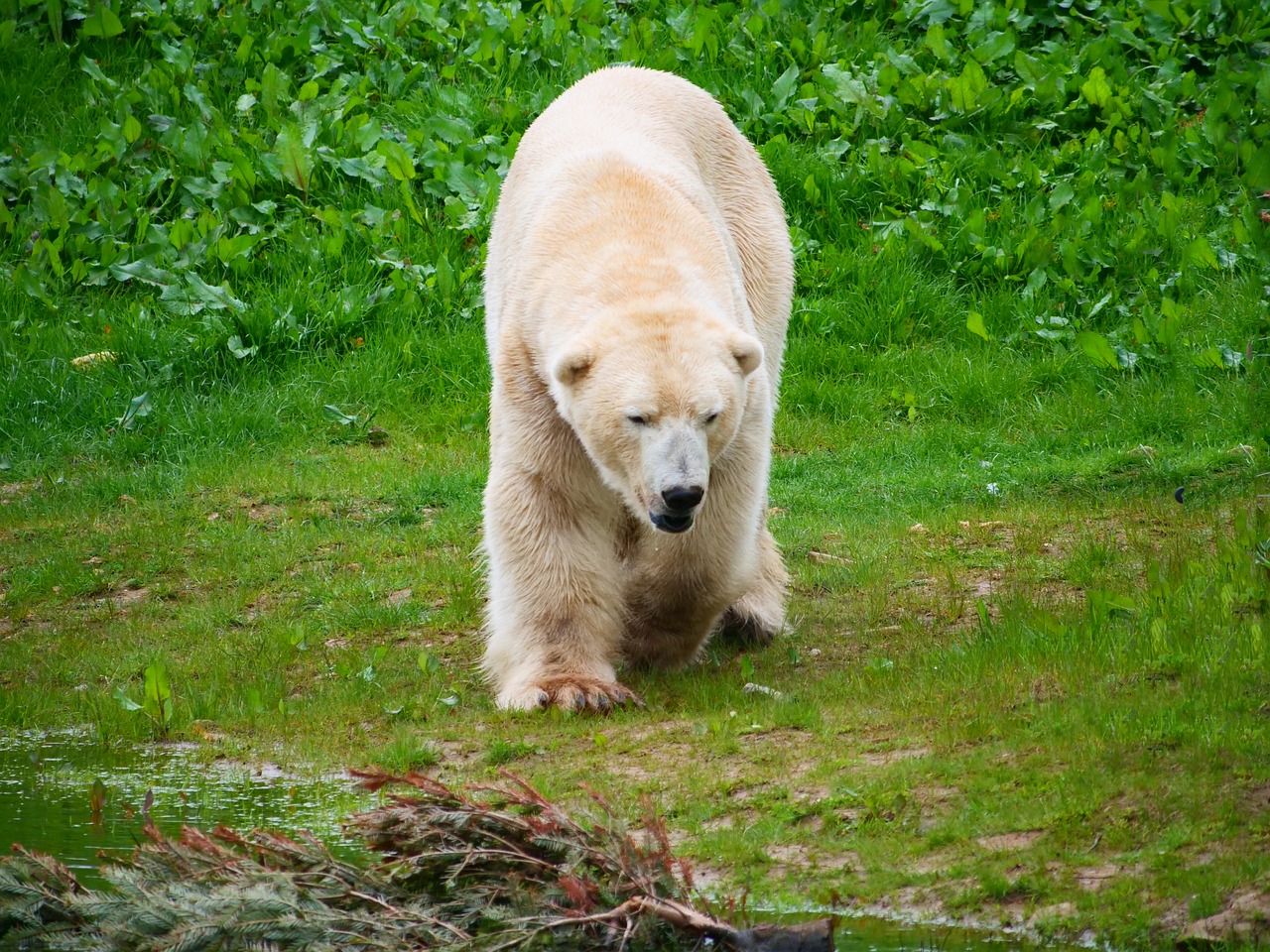 polar bear  bear  nature free photo