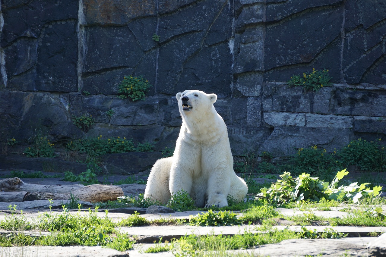 polar bear  animal world  bear free photo