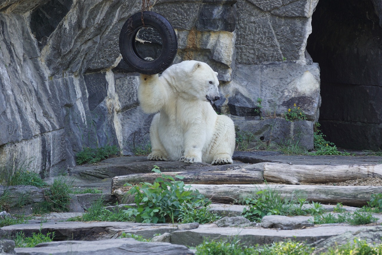 polar bear  animal world  predator free photo