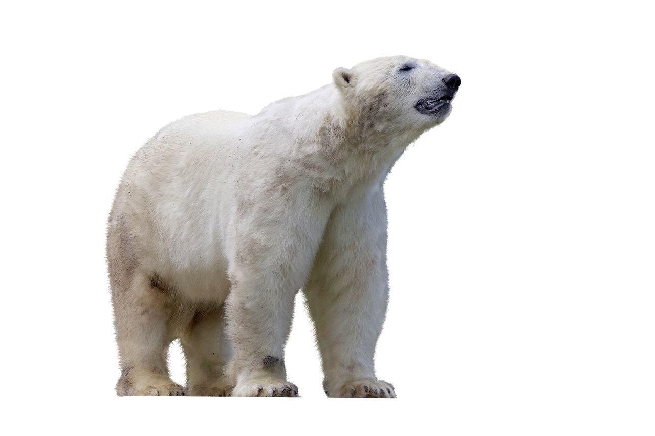 polar bear  predator  mammal free photo