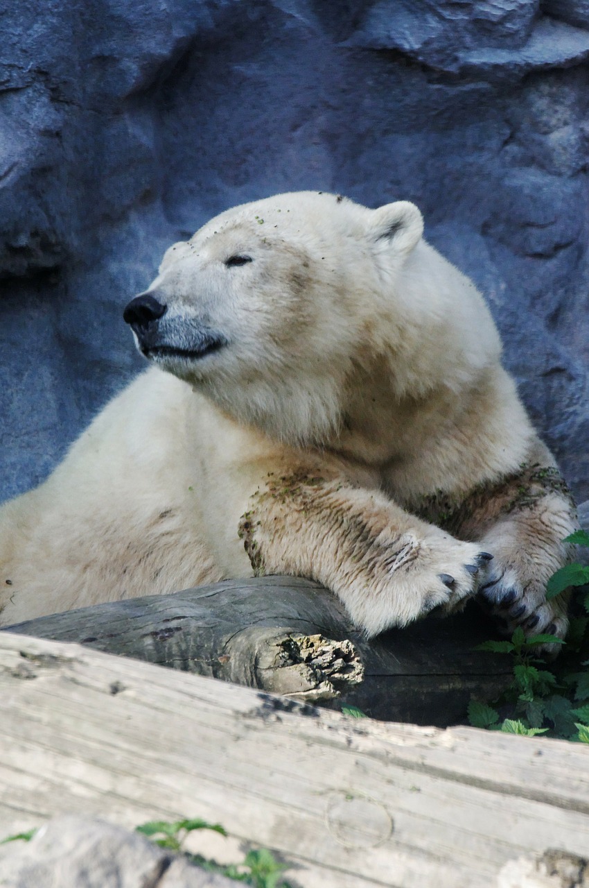 polar bear portrait bear free photo