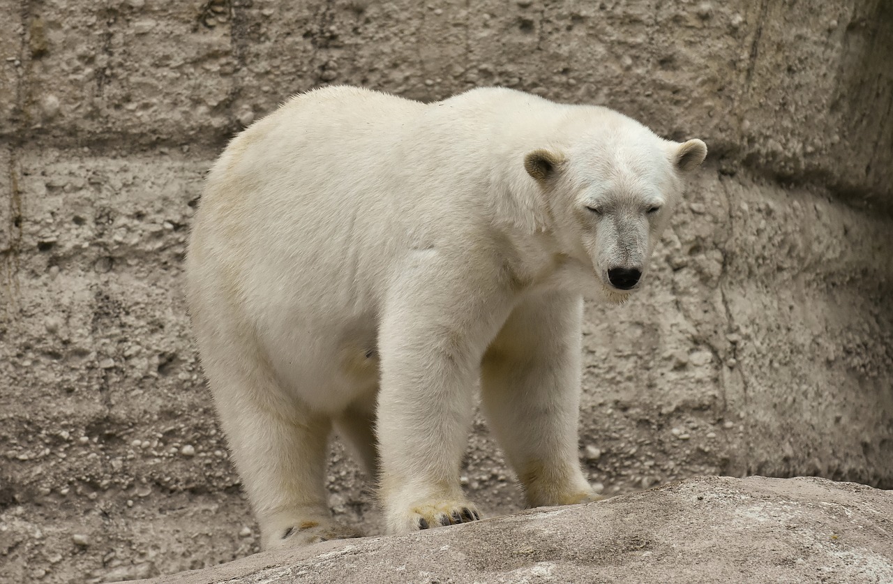 polar bear  predator  fur free photo