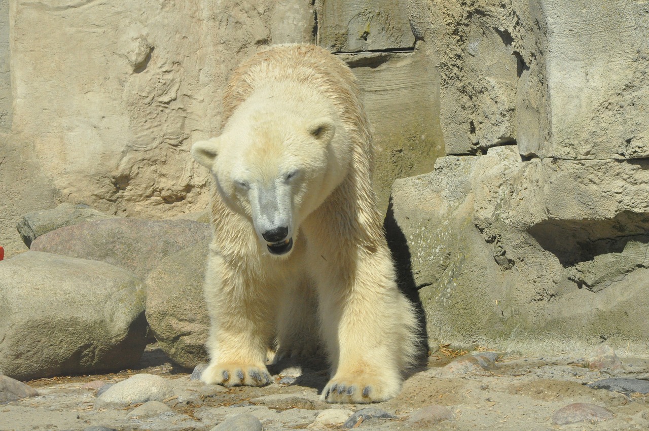 polar bear  zoo  bear free photo