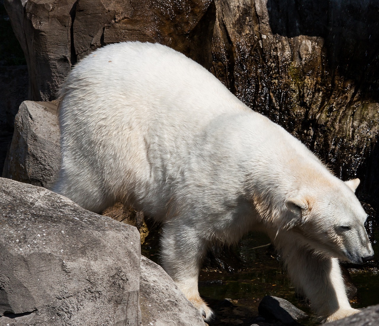 polar bear  animal  predator free photo