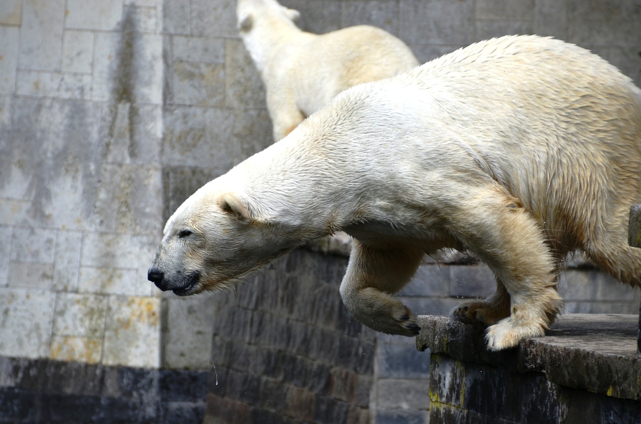 polar bear jump ursus maritimus free photo