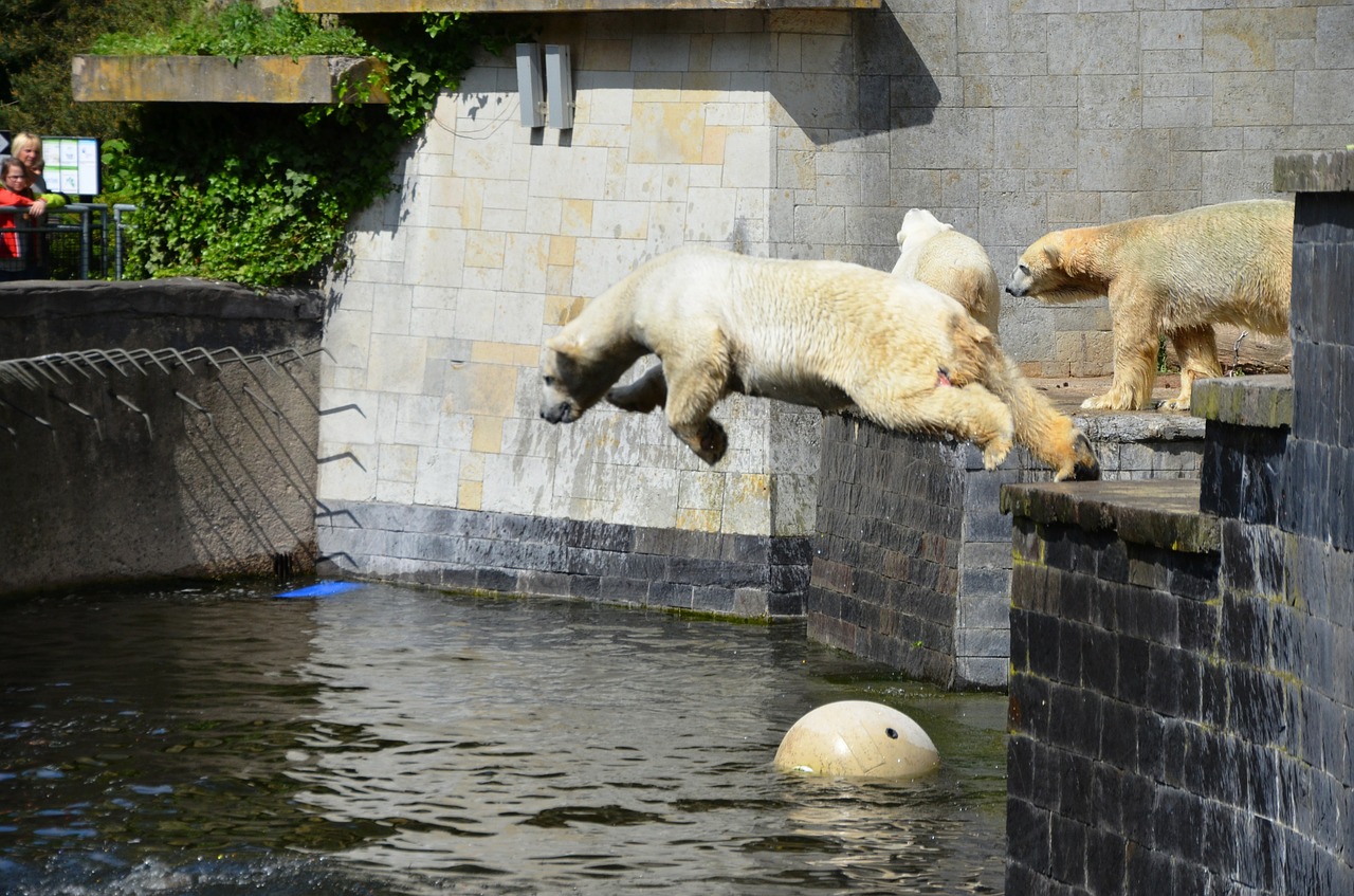 polar bear jump pike jump free photo