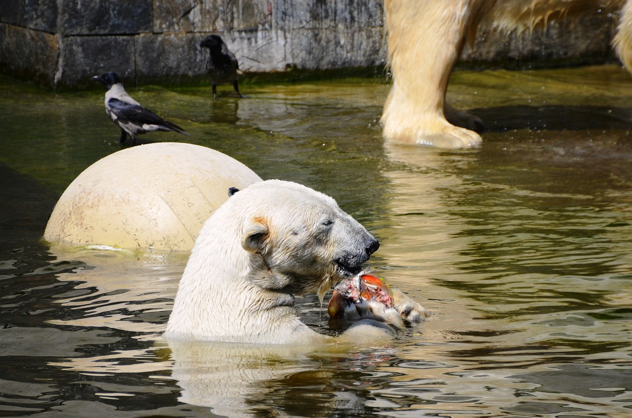 polar bear swim water free photo