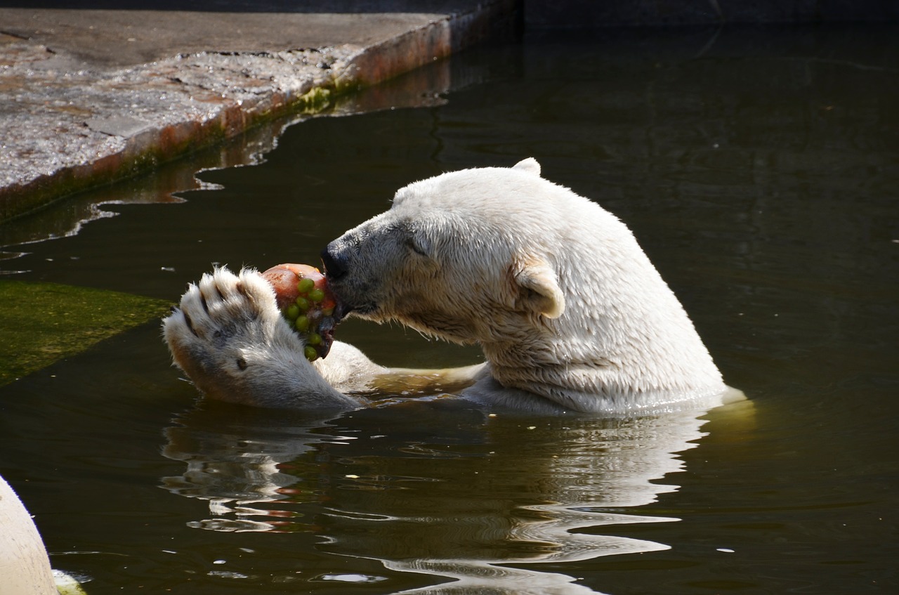 polar bear eat water free photo