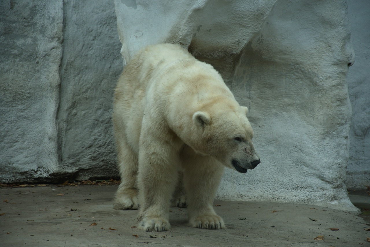 polar bear  mammal  zoo free photo