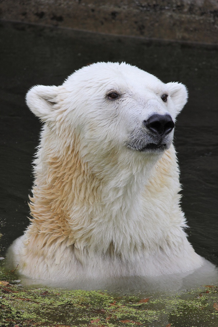 polar bear  climate warming  climate protection free photo