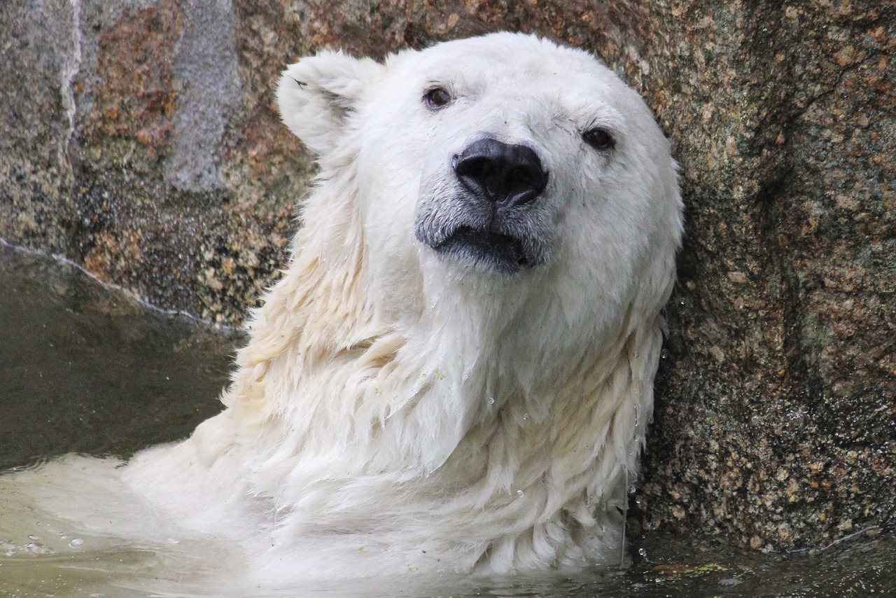polar bear  climate change  predator free photo