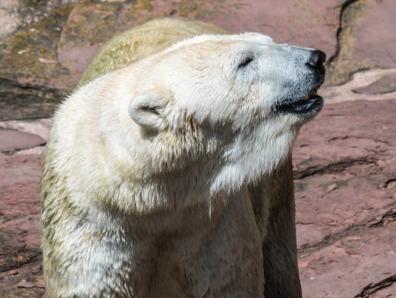 polar bear  predator  mammal free photo