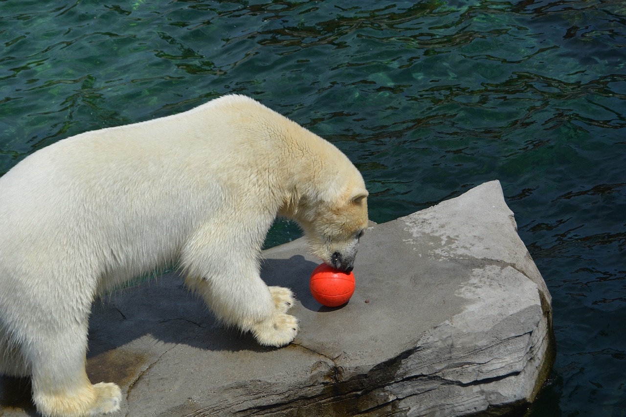 polar bear ball predator free photo