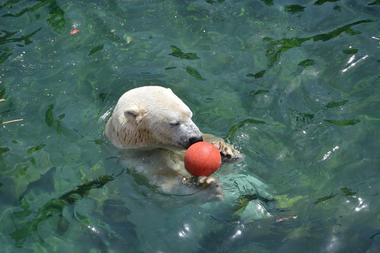 polar bear ball water free photo