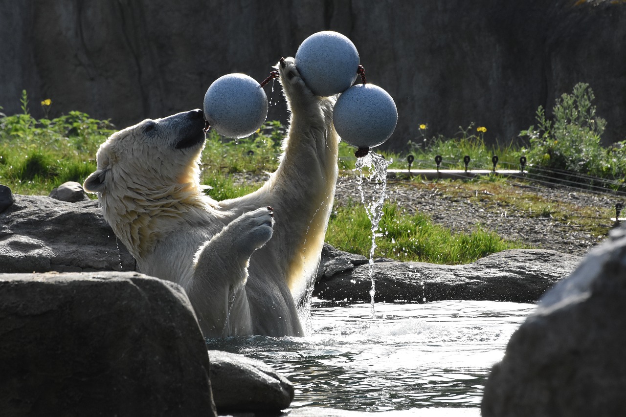 polar bear  zoo  mammal free photo