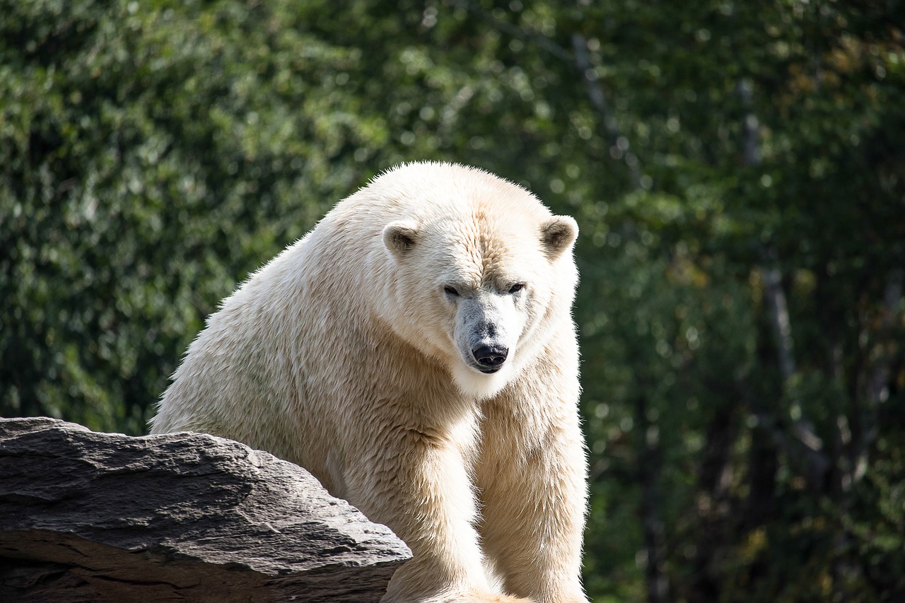polar bear  predator  animal free photo