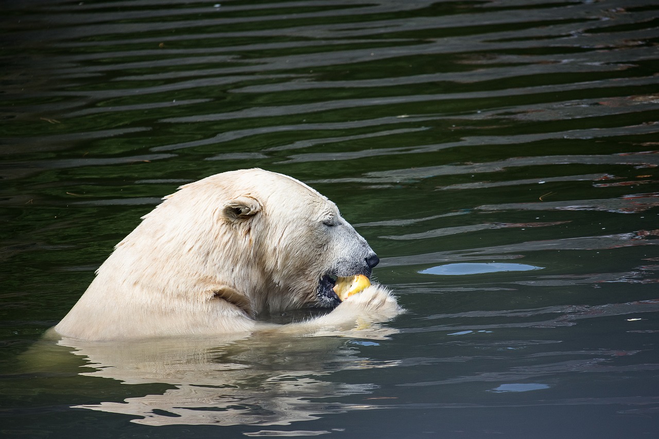 polar bear  predator  animal free photo