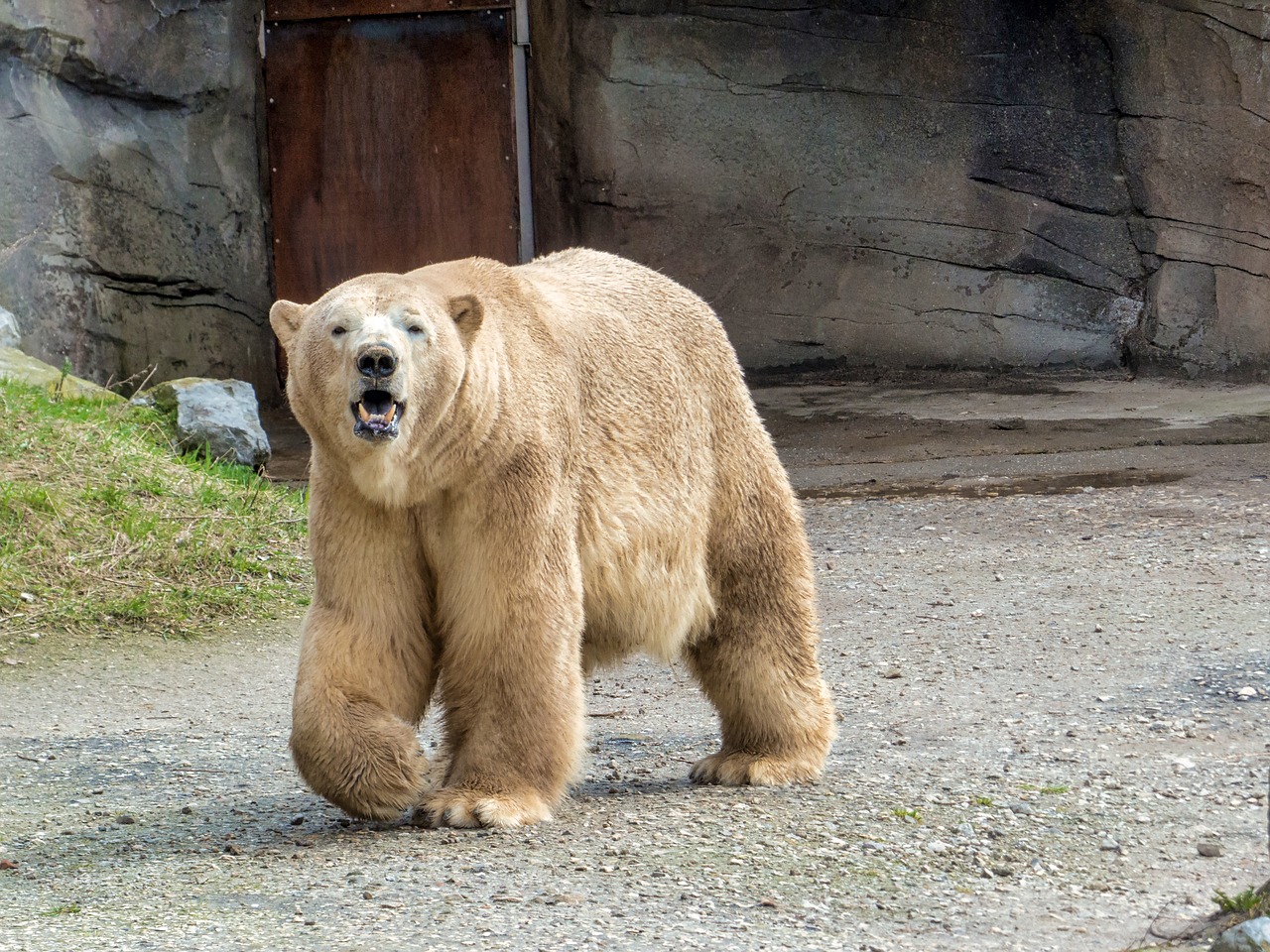 polar bear  zoo  predator free photo