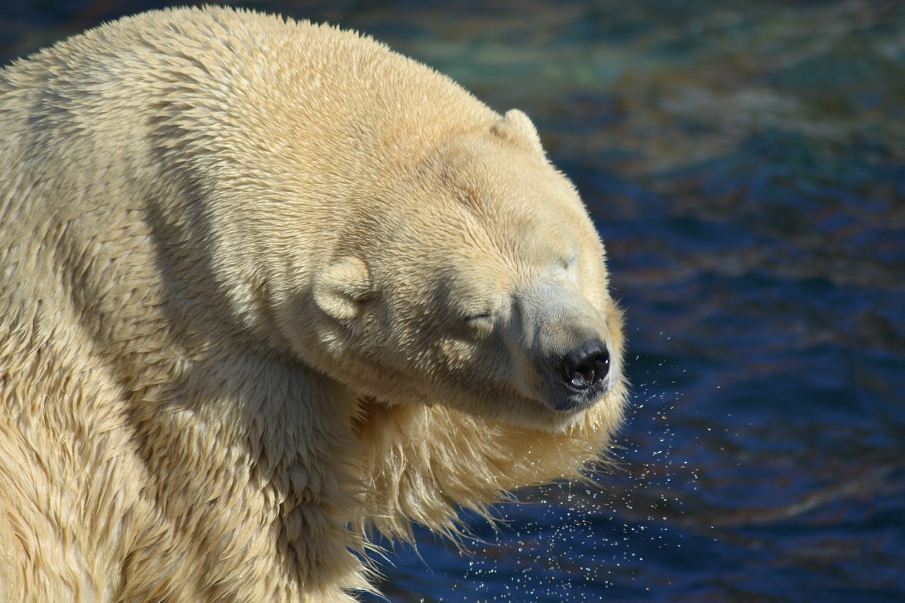 polar bear  water  predator free photo