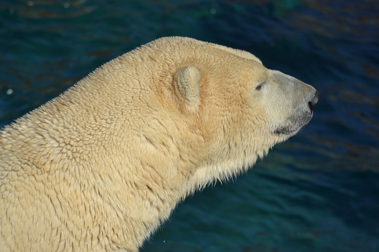 polar bear  water  predator free photo