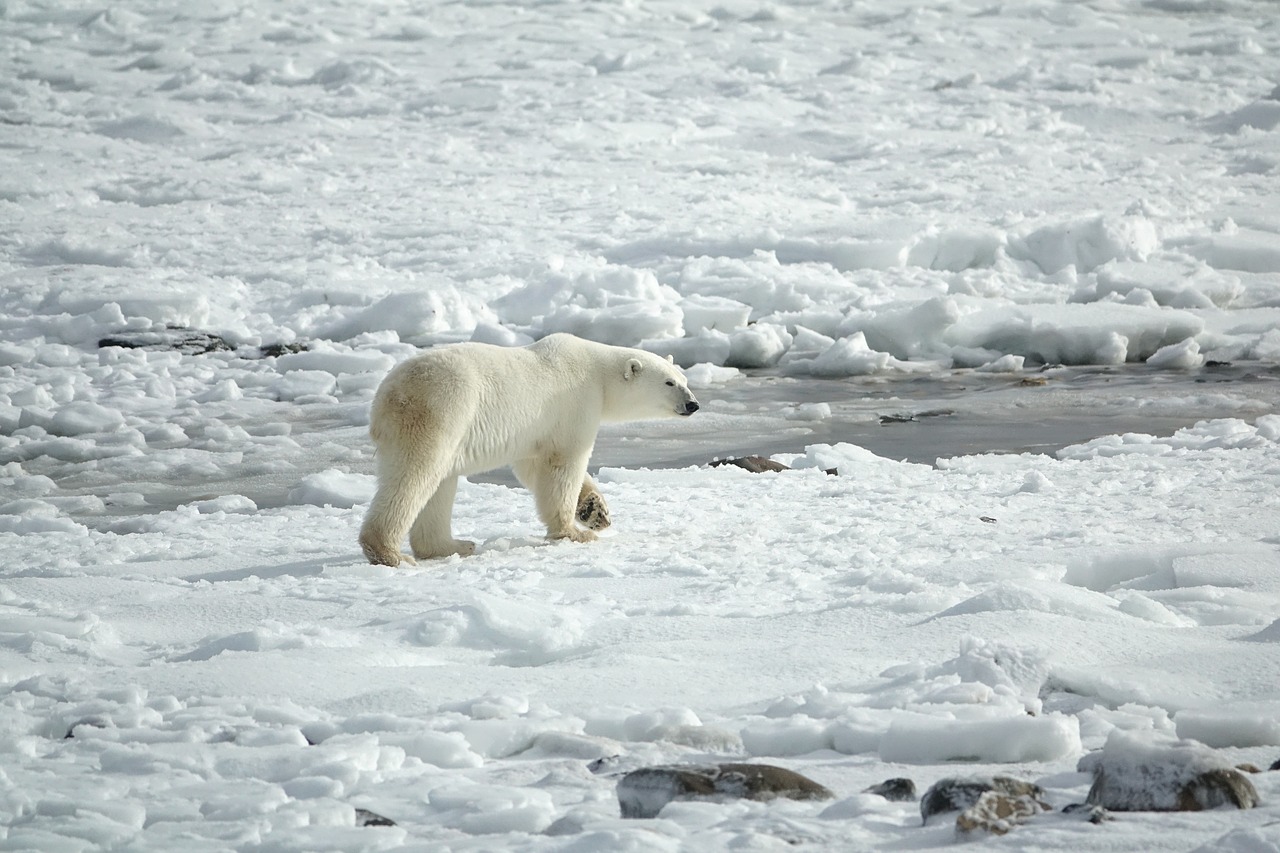 polar bear  arctic  ice free photo