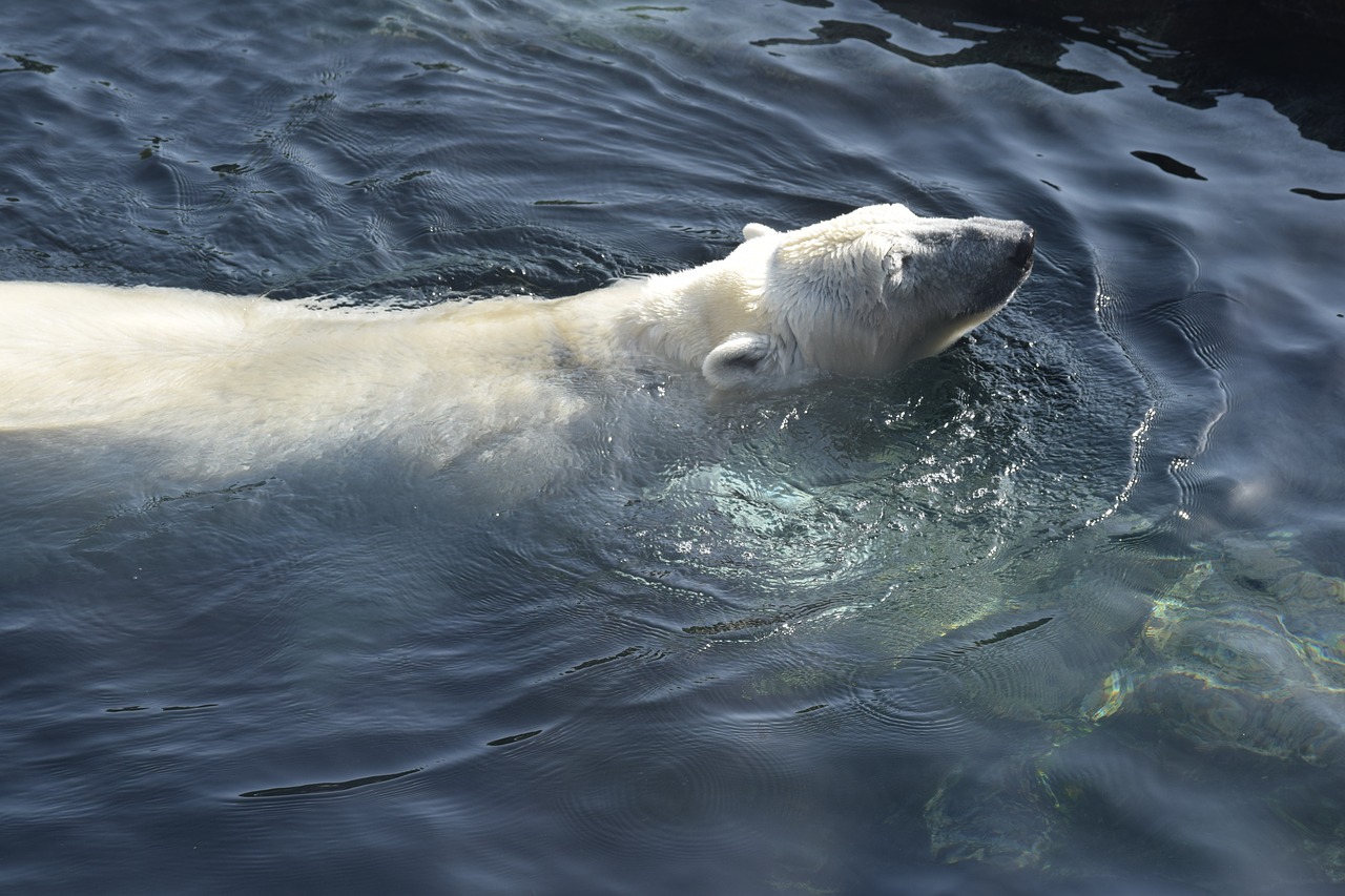 polar bear  wien  bear free photo