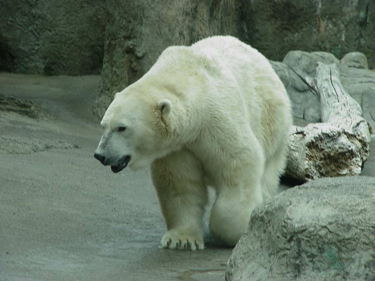 polar bear zoo polar free photo