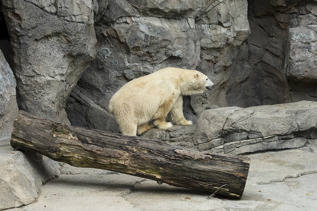 polar bear  zoo  white free photo