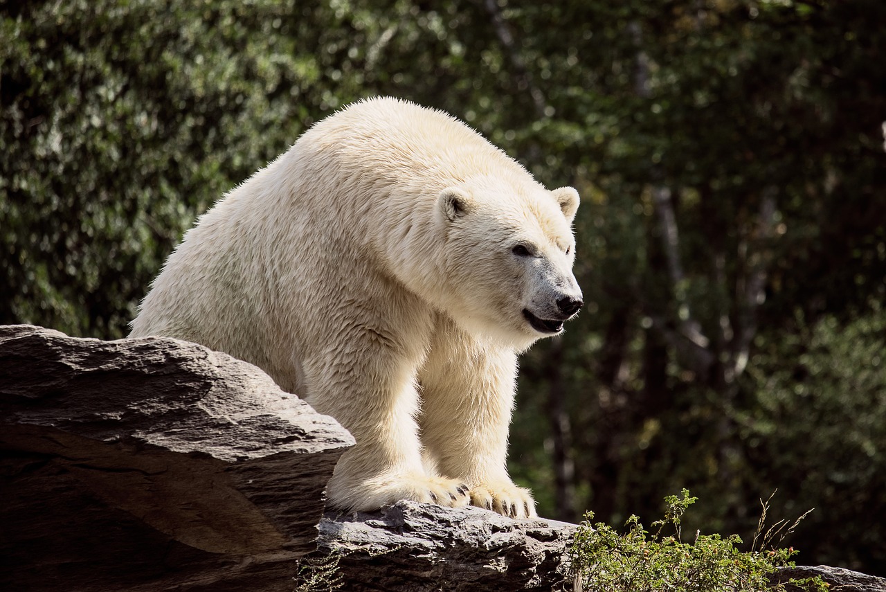 polar bear  predator  mammal free photo