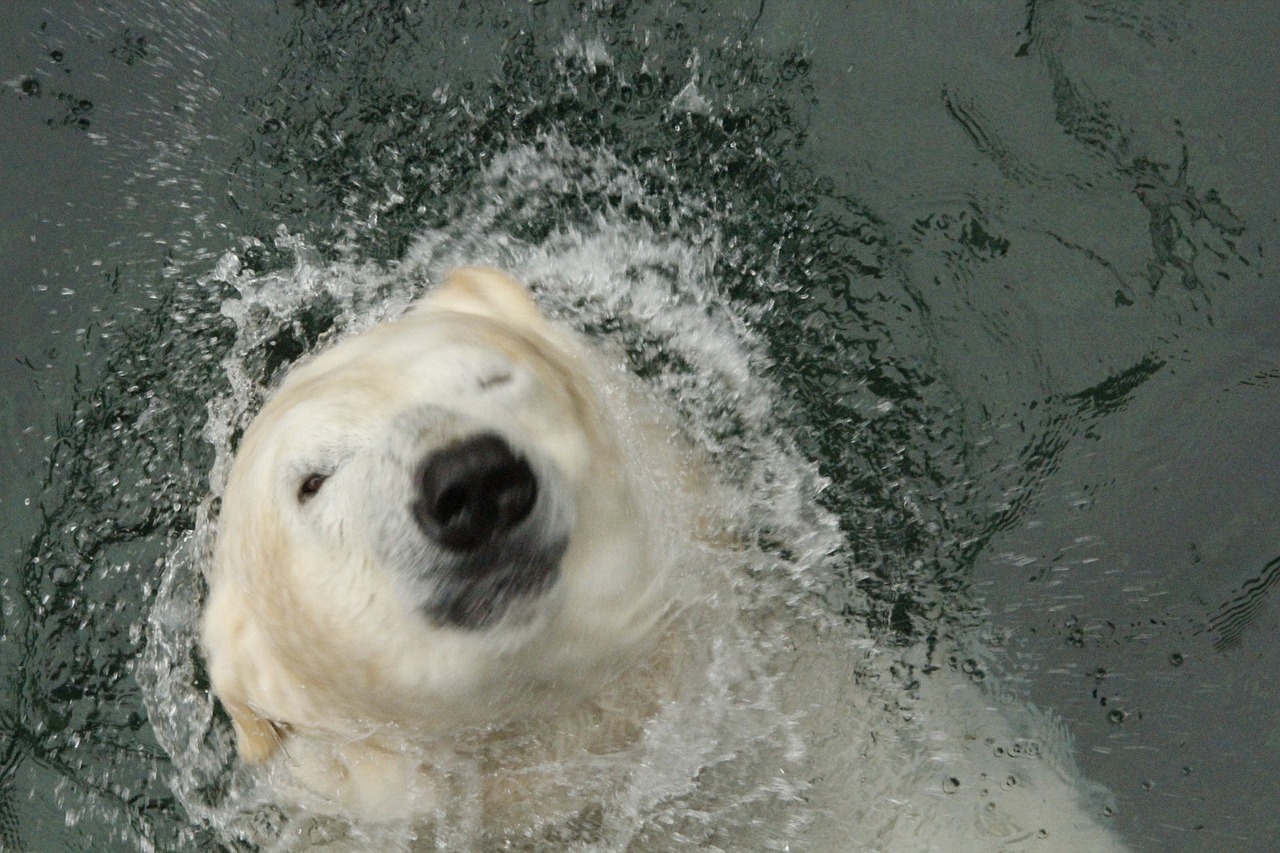 polar bear bear zoo free photo