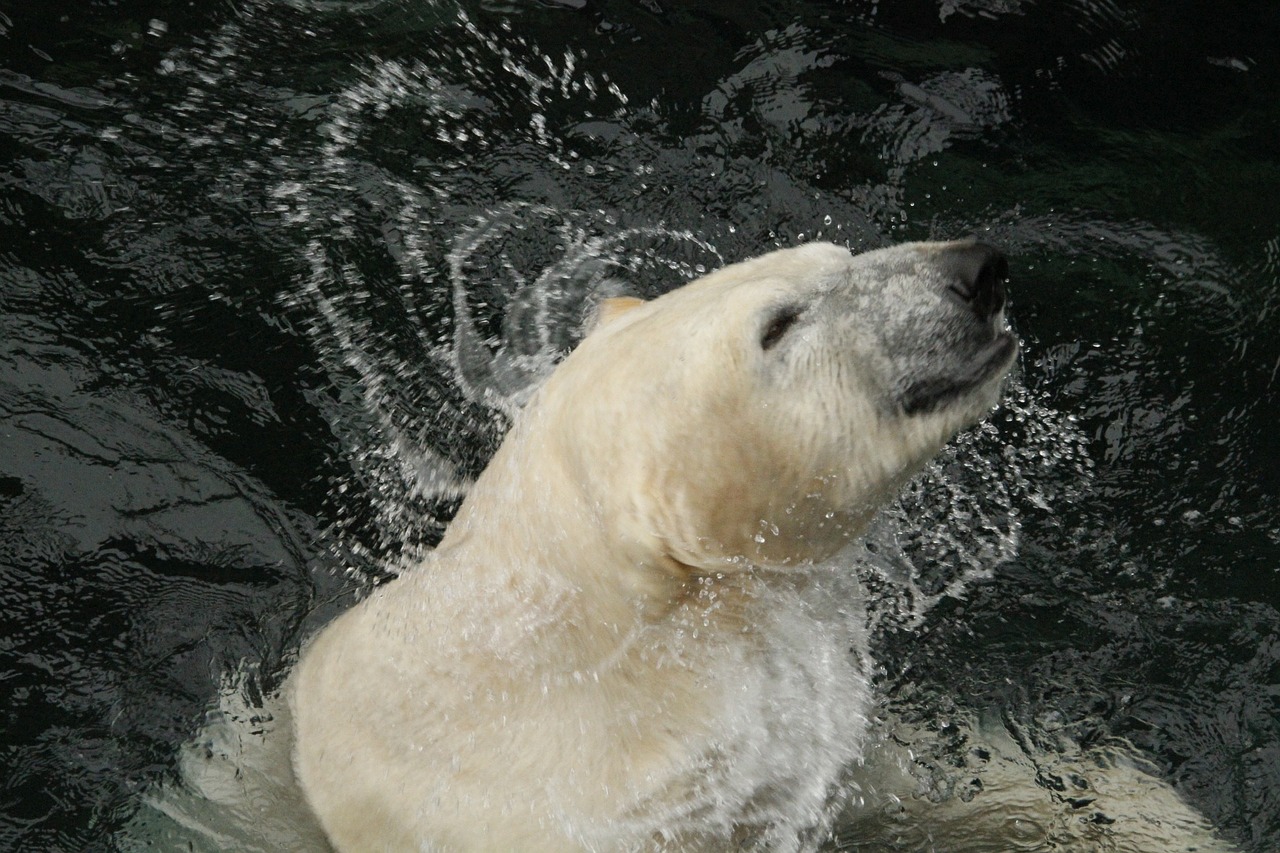 polar bear white bear free photo