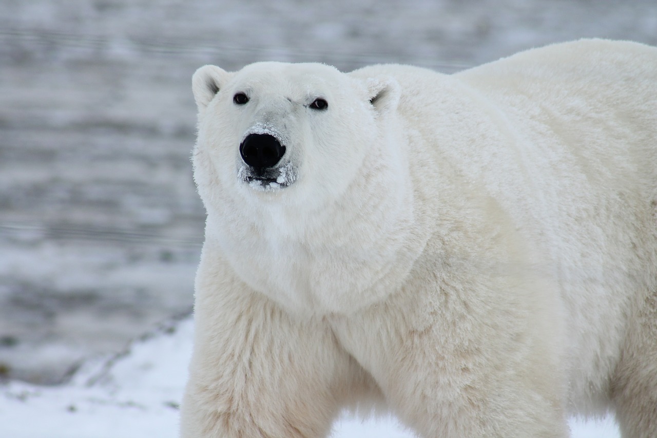 polar bear arctic wildlife free photo