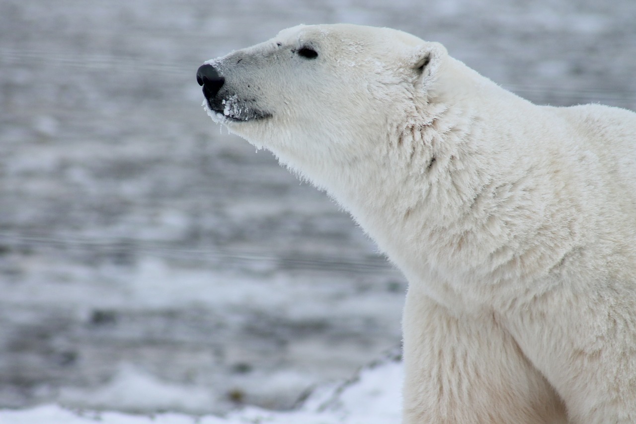 polar bear bear wild free photo