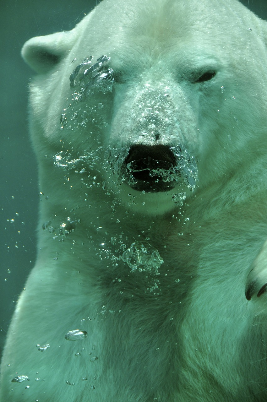 polar bear bear arctic free photo