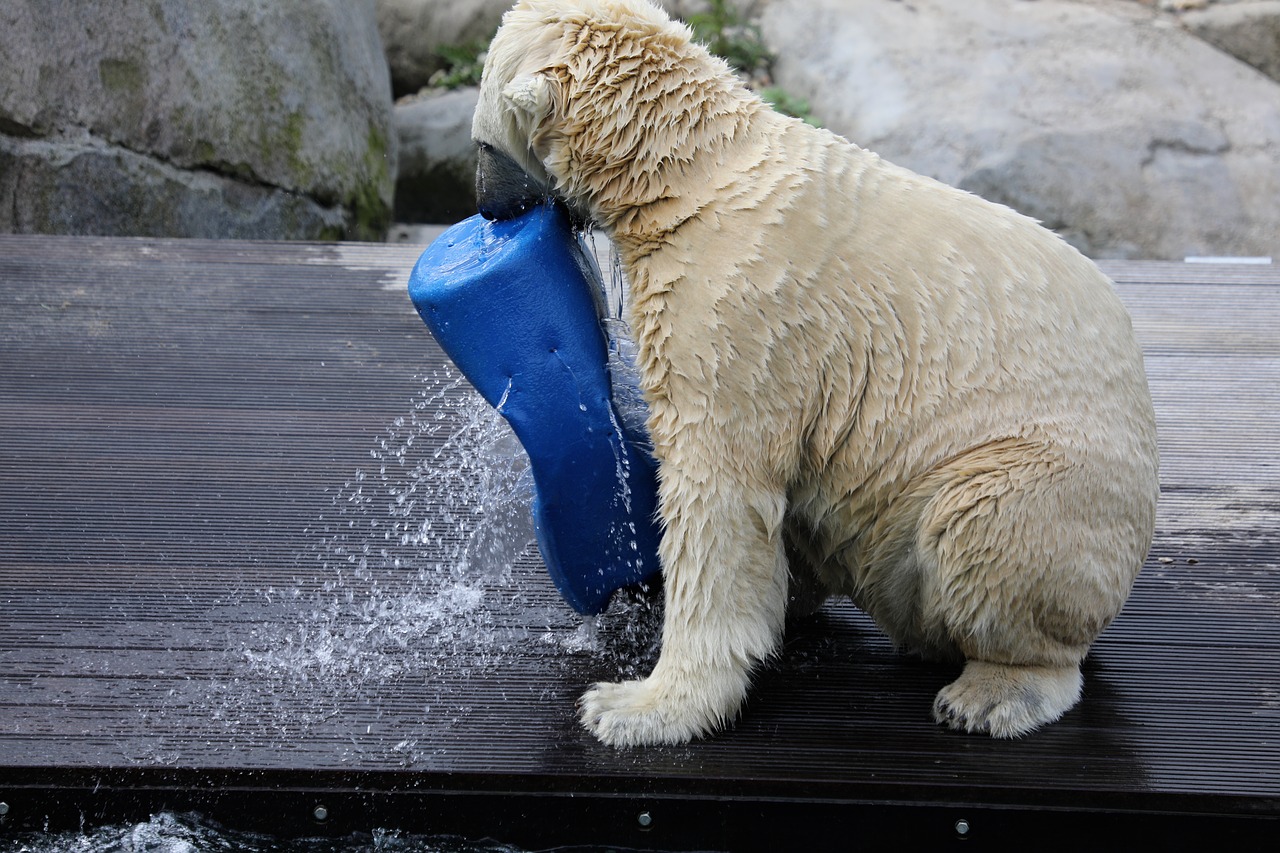 polar bear  dierenpar  kemmen free photo