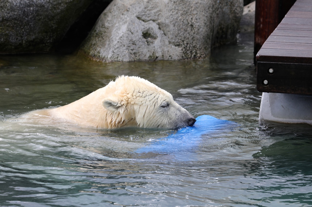 polar bear  animal  animals free photo