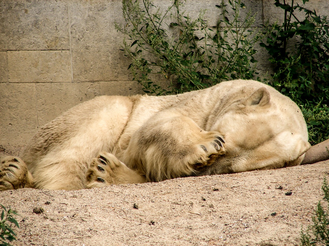polar bear bear predator kind free photo