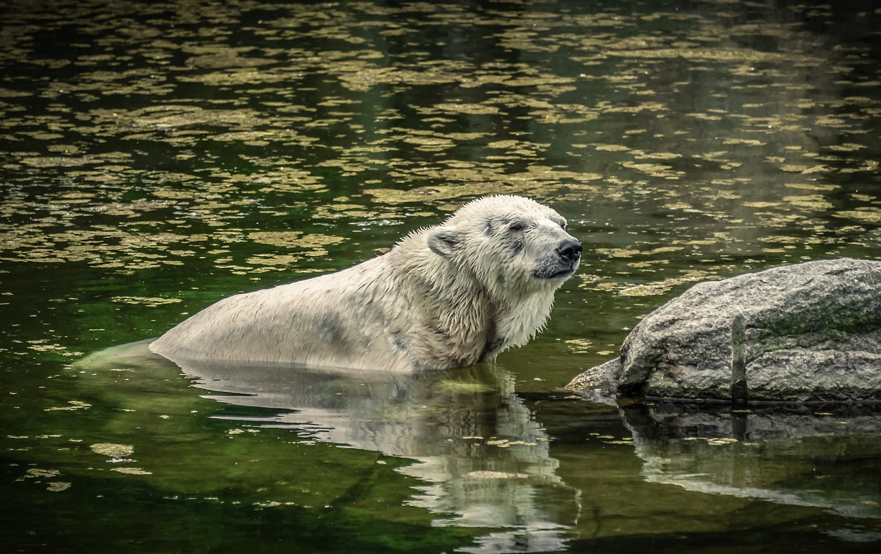 polar bear  water  predator free photo
