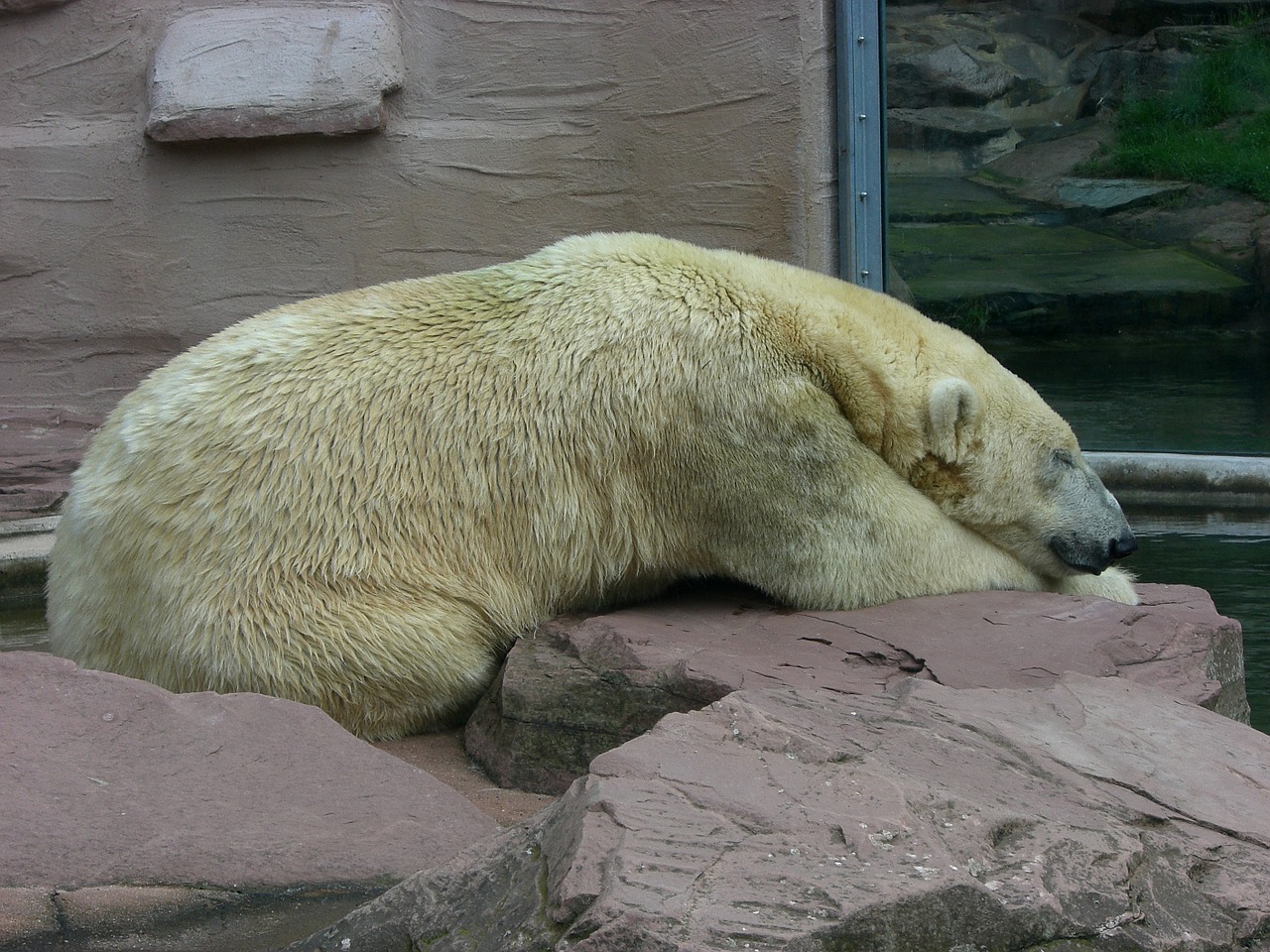 polar bear bear zoo free photo